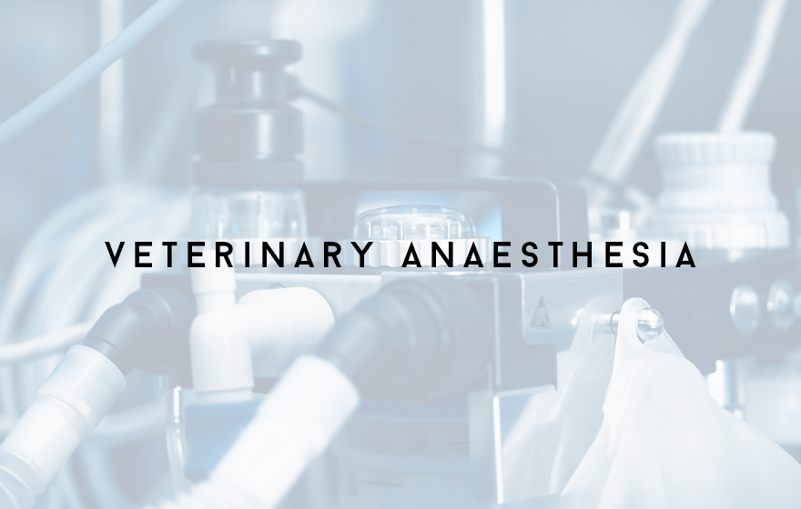 Course Image Principles of supporting veterinary anaesthesia