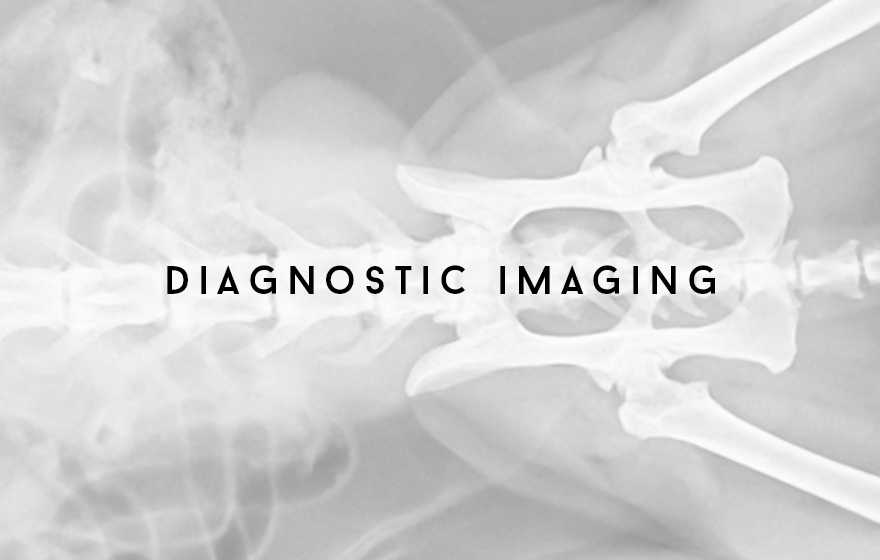 Course Image Veterinary nursing support for diagnostic imaging