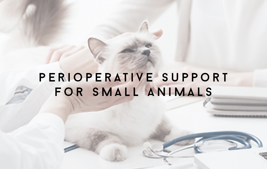 Course Image Principles of perioperative vet nursing support for small animals