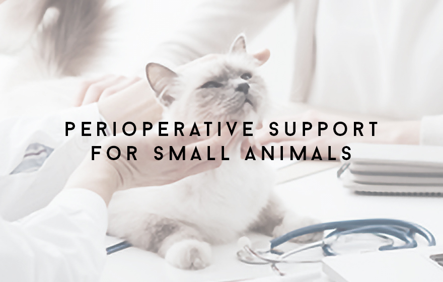Course Image Principles of perioperative vet nursing support for small animals