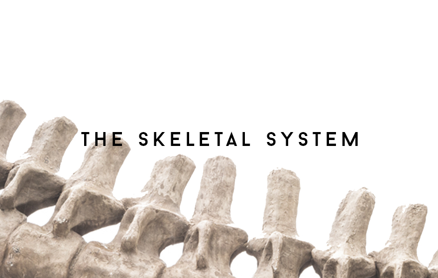 Course Image The Skeletal system