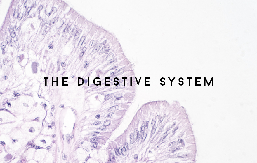 Course Image The Digestive system