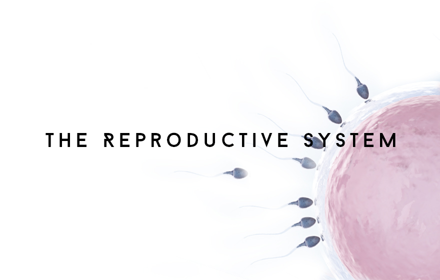 Course Image The Reproductive system