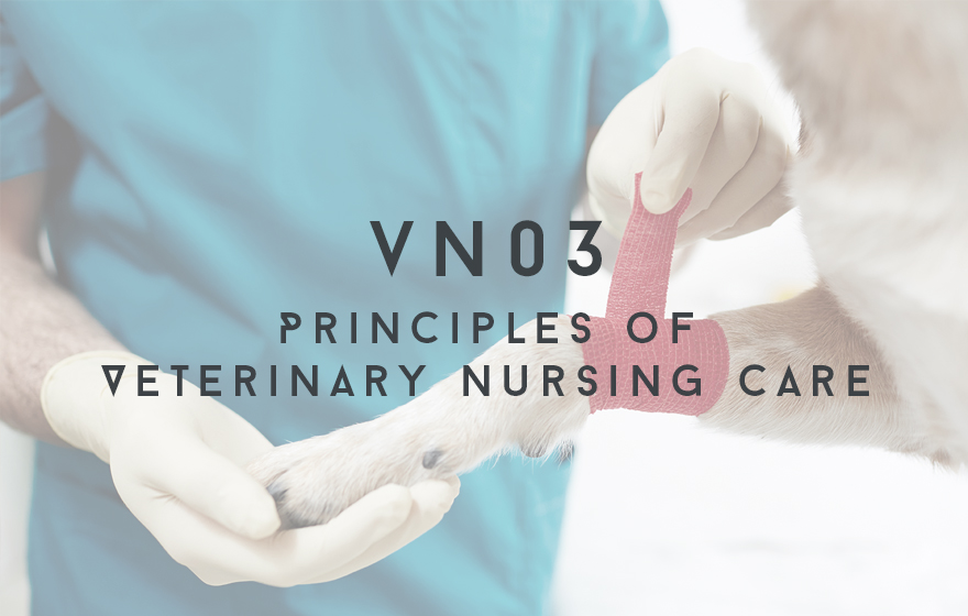 Course Image VN03 Principles of Veterinary Nursing Care - Unit creation in progress