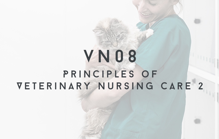 Course Image VN08 Principles of Veterinary Nursing Care 2