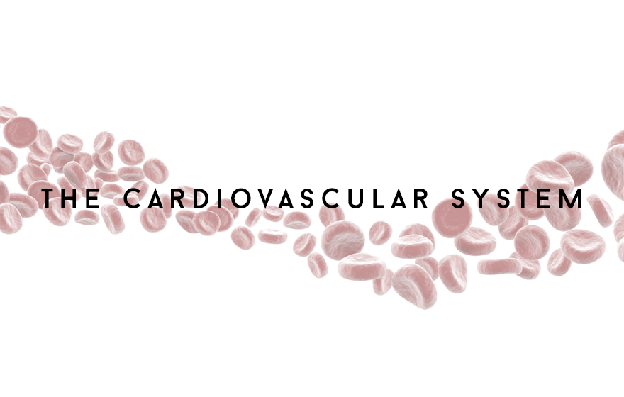 Course Image The Cardiovascular system - Lucy
