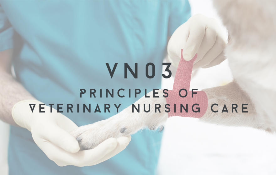 Course Image LEGACY VN03 Principles of Veterinary Nursing Care - Writer's content