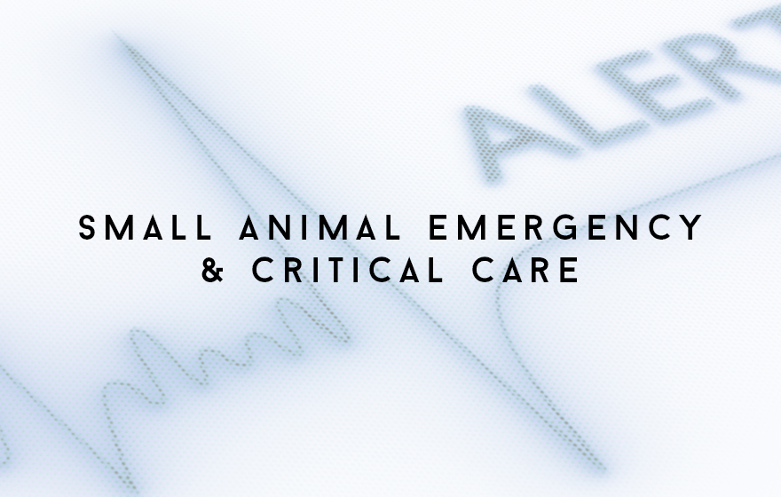 Course Image Principles of small animal veterinary nursing emergency and critical care